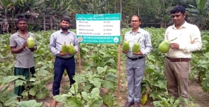 ফকিরহাটে বারি-১২ জাতের বেগুন চাষে কৃষকের মাঝে ব্যাপক সাড়া