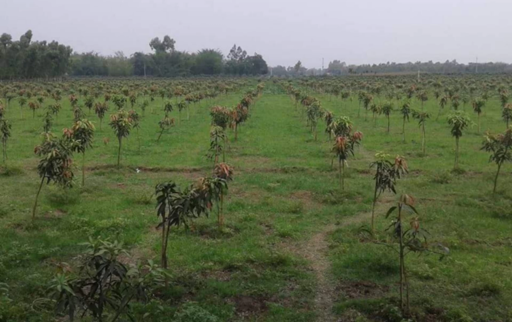 ঠাকুরগাঁওয়ে ১০ বছরে আম বাগান বেড়েছে দ্বিগুন