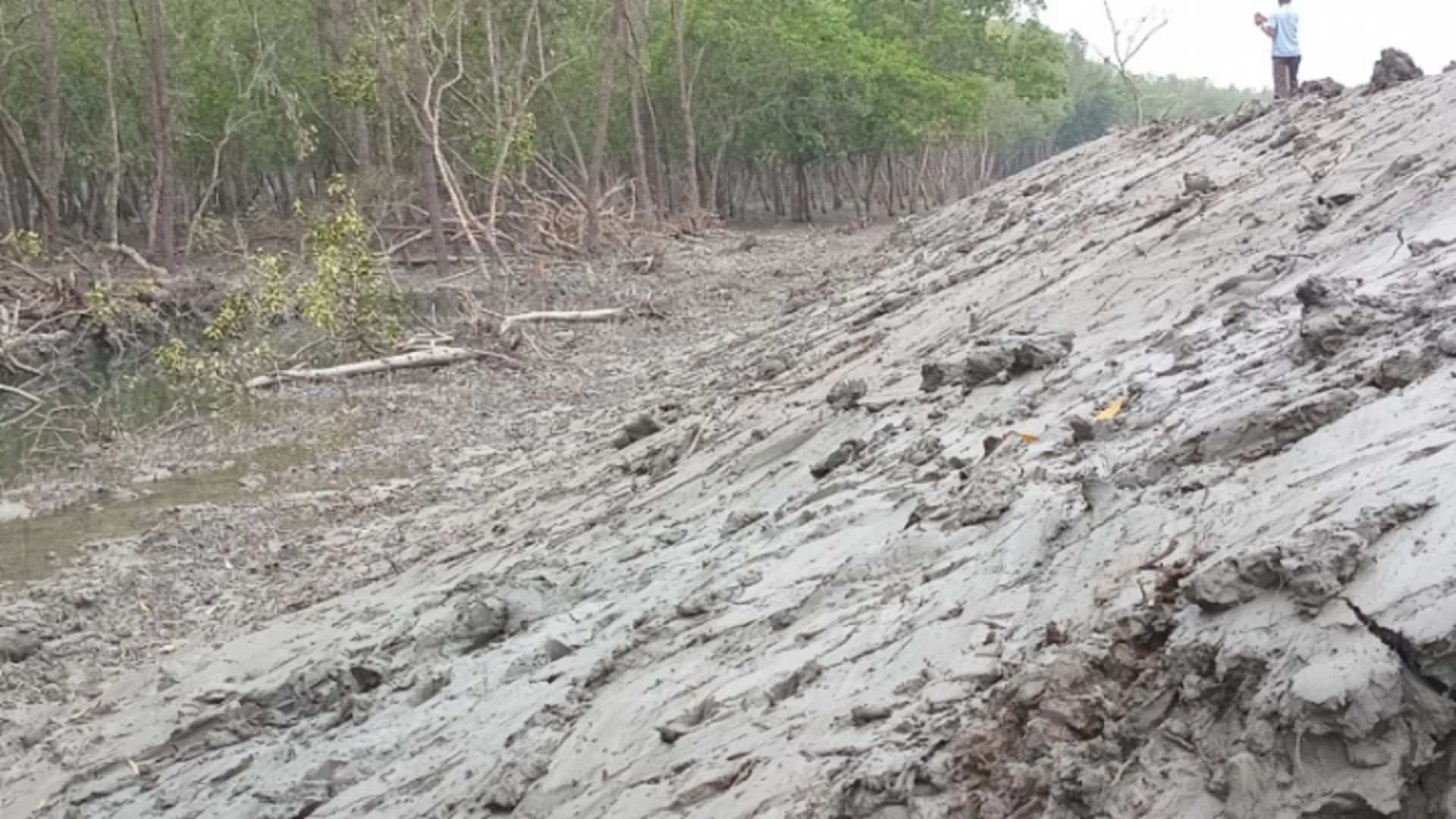 মিনি সুন্দরবন খ্যাত বনাঞ্চলের দেড় শতাধিক গাছ কেটে সাবাড়!