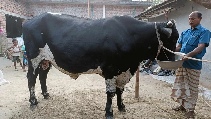 ৩০ মণ ওজনের 'ব্লাক টাইগার' নজর কেড়েছে এলাকাবাসীর