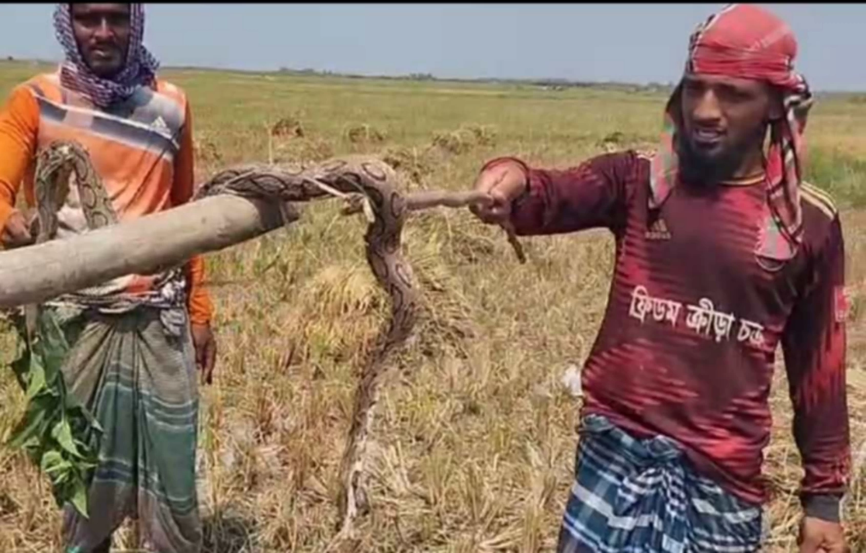 মতলব উত্তরে চরাঞ্চলে রাসেল ভাইপার আতঙ্কে মিলছে না ধানকাটার শ্রমিক!