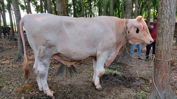গরু কিনলে পালসার মোটরসাইকেল