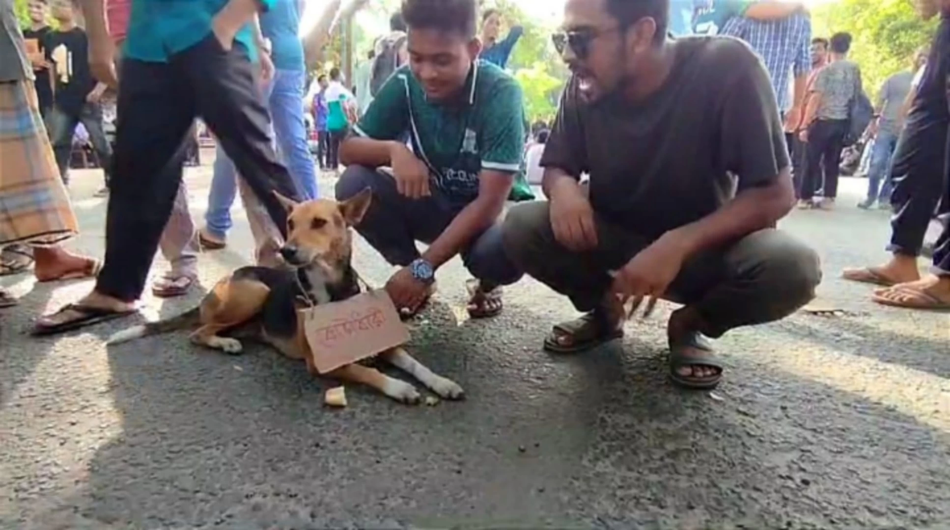 কুকুরের গলায় প্ল্যাকার্ড, ইবি শিক্ষার্থীদের অভিনব প্রতিবাদ