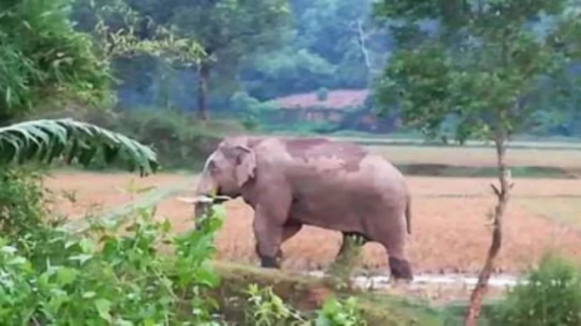 চকরিয়ায় হাতির আক্রমণে গৃহবধূর মৃত্যু